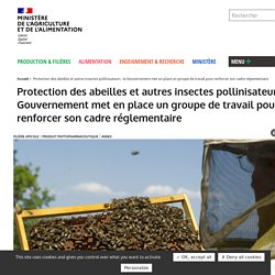 Protection des abeilles et autres insectes pollinisateurs : le Gouvernement met en place un groupe de travail pour renforcer son cadre réglementaire