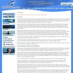 Ocean Pollution and Marine Mammals – BlueVoice.org