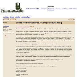 Ideas for Polycultures / Companion planting