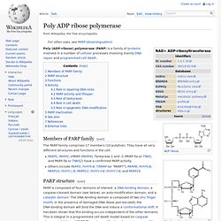 Poly ADP ribose polymerase