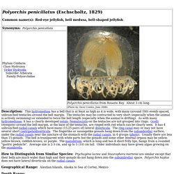 Polyorchis penicillatus