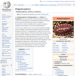 Polyplacophora