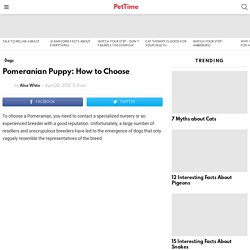 Pomeranian Puppy: How to Choose - PetTime