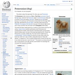 Pomeranian (dog)
