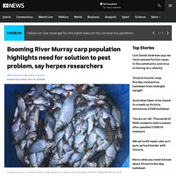 Booming River Murray carp population highlights need for solution to pest problem, say herpes researchers