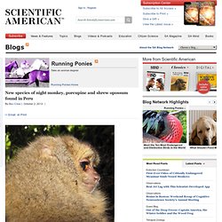 New species of night monkey, porcupine and shrew opossum found in Peru