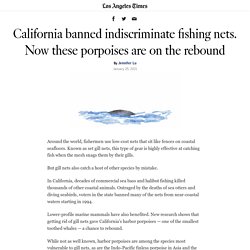 Porpoise population rebounds after California gill net ban