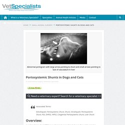 Portosystemic Shunts in Dogs and Cats