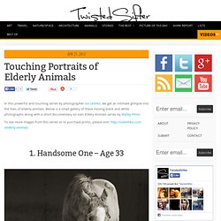 11 Touching Portraits of Elderly Animals