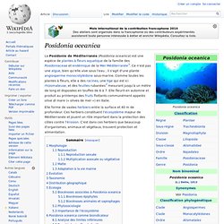 Posidonia oceanica wikipedia