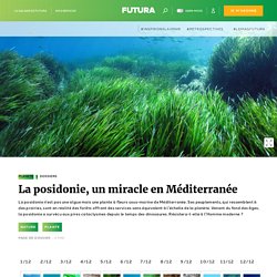 La posidonie, un miracle en Méditerranée