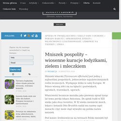 Mniszek pospolity - wiosenne kuracje łodyżkami, zielem i mleczkiem