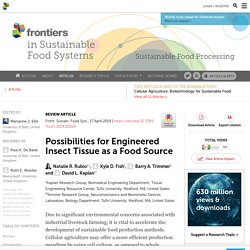 Possibilities for Engineered Insect Tissue as a Food Source