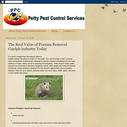 The Real Value of Possum Removal Guelph Industry Today