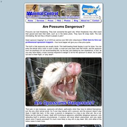 Are Possums Dangerous to People or Dogs?