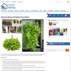 How to Grow A Potato Vine Plant