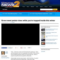 Grow sweet potato vines while you're trapped inside this winter