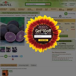 All Blue Potato Seeds and Plants, Vegetable Gardening at Burpee