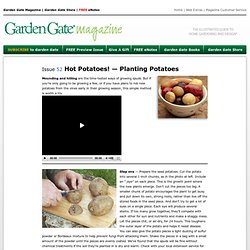 Potato Planting: GardenGateMagazine.com - Issue 52 Online Extra
