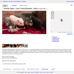 Potbelly Piglets - Litter Trained/Handled