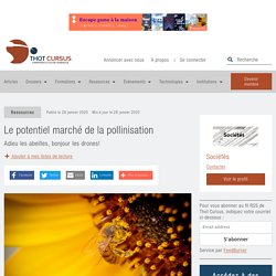 BRUT 28/01/20 Le potentiel marché de la pollinisation - Adieu les abeilles, bonjour les drones!