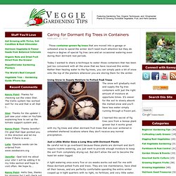 Potted Fig Tree Care During the Winter Months