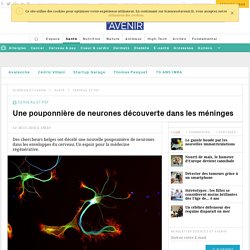 Une pouponnière de neurones découverte dans les méninges - Sciencesetavenir.fr