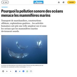 Pourquoi la pollution sonore des océans menace les mammifères marins