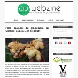Faire pousser du gingembre au Québec: oui, oui, ça se peut!!! — AU Webzine