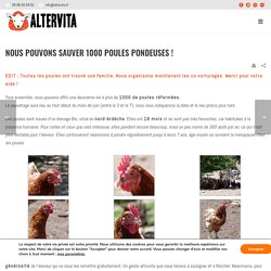 Nous pouvons sauver 1000 poules pondeuses ! - Altervita
