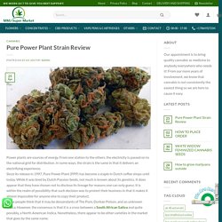 Pure Power Plant Strain Review - MMj super market