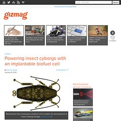 Powering insect cyborgs with an implantable biofuel cell
