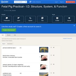 I.D. Structure, System, & Function flashcards