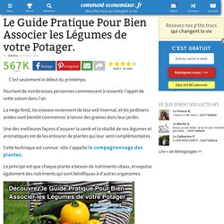 Le Guide Pratique Pour Bien Associer les Légumes de votre Potager.