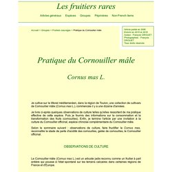 Pratique du Cornouiller mâle (Cornus mas L.)