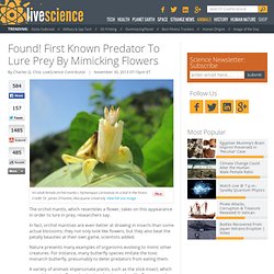 Found! First Known Predator To Lure Prey By Mimicking Flowers