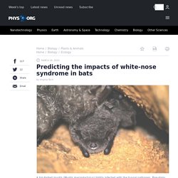 PHYS_ORG 16/03/20 Predicting the impacts of white-nose syndrome in bats