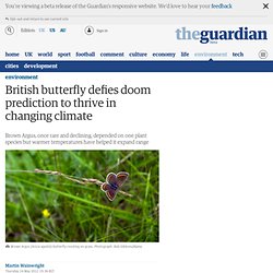 British butterfly defies doom prediction to thrive in changing climate