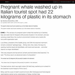 Pregnant sperm whale washed up in Sardinia had 22 kilograms of plastic in stomach