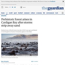 Prehistoric forest arises in Cardigan Bay after storms strip away sand