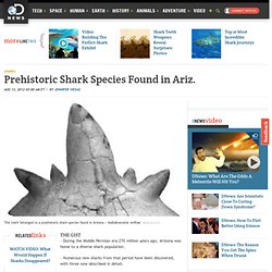 Prehistoric Shark Species Found in Arizona