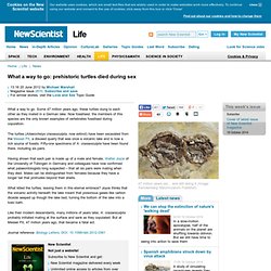 What a way to go: prehistoric turtles died during sex - life - 20 June 2012