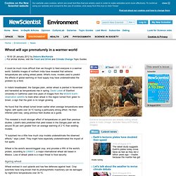 Wheat will age prematurely in a warmer world - environment - 29 January 2012