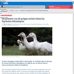 Un premier cas de grippe aviaire dans les Pyrénées-Atlantiques
