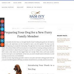 Preparing Your Dog for a New Furry Family Member