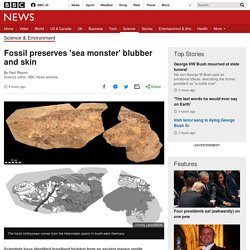 Fossil preserves 'sea monster' blubber and skin