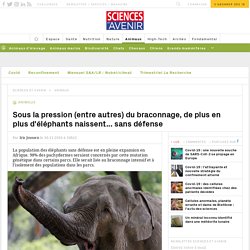 Sous la pression (entre autres) du braconnage, de plus en plus d'éléphants naissent... sans défense