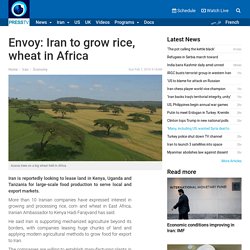 PressTV-'Iran to grow rice, wheat in Africa'
