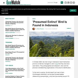 'Presumed Extinct' Bird Is Found in Indonesia