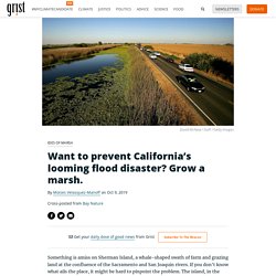 Want to prevent California’s looming flood disaster? Grow a marsh.